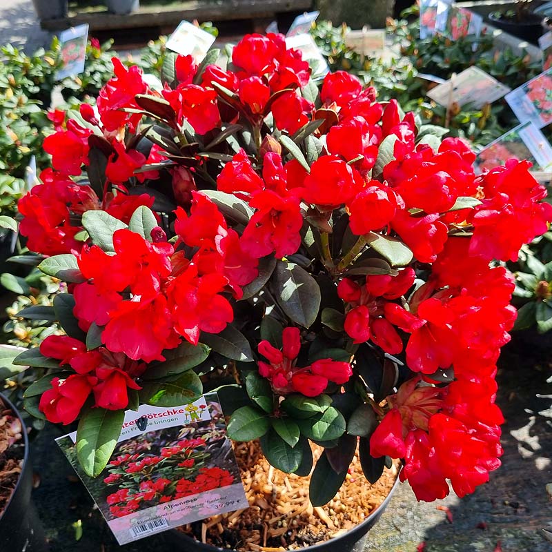 rhododendron mit roter voller blüte